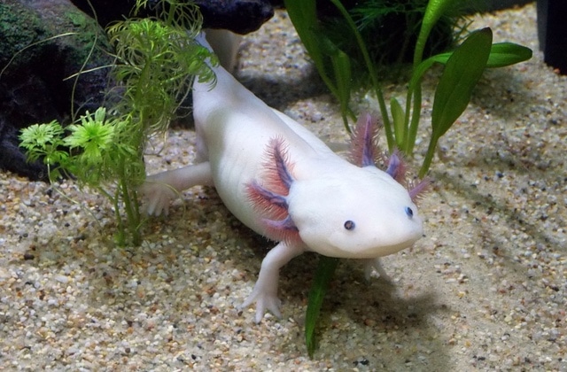 tout-sur-axolotl-esile.jpg