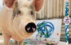 Une truie qui peint collabore avec Swatch (oui)