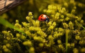 Vis mon job de vendeuse professionnelle de coccinelles