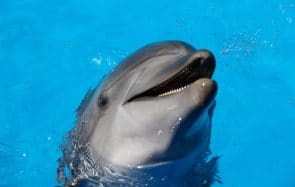 SCANDALE ! Le clitoris des dauphins est mieux placé que le tien !
