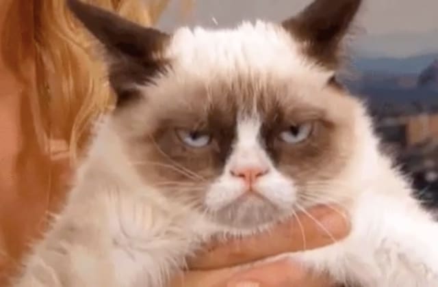 Mort De Grumpy Cat La Star Des Chats D Internet Nous A Quitte