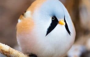 Les animaux ronds sont-ils les plus mignons ?