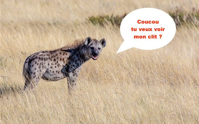hyene-femelle-penis-1-640x400.jpg