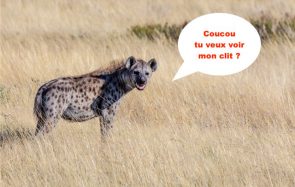 Pourquoi le clitoris des hyènes tachetées me fascine