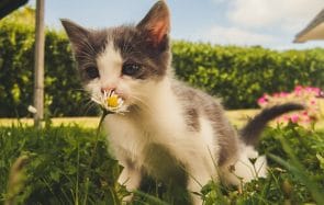 La Journée internationale du chat… en gifs !