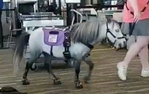 Que fait ce mini poney dans un aéroport ?