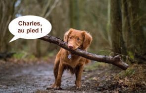Voilà pourquoi tu devrais donner un prénom humain à ton animal