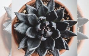 Des plantes noires et piquantes pour une déco d’automne au top du dark