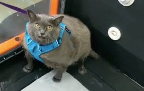 La remise en forme émouvante d’un chat obèse fait le buzz