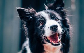 4 choses que j’aurais aimé savoir avant d’adopter un chien