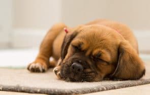 À quoi rêvent les chiens ? Le sommeil des animaux expliqué