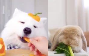 L’ASMR avec des animaux, ton rayon de soleil de la journĂ©e