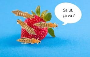 Oui, il y a des insectes dans les fraises que tu consommes…