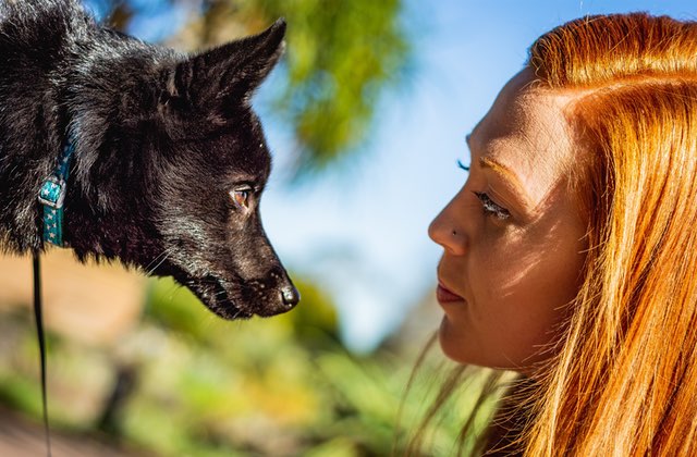 Adopter Un Chien Apres La Mort D Un Chat Temoignage