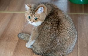 3 comptes de chats adorables et ronds à suivre pour s’attendrir