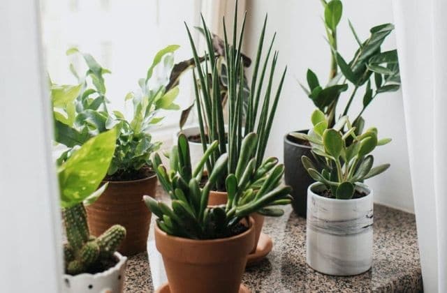 5 plantes pour dépolluer ton appart, vive l’air pur !