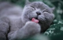 La journée Internationale du chat célébrée en 15 gifs