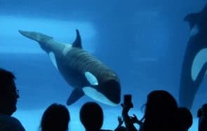 Quel avenir pour les animaux sauvages en captivité ?
